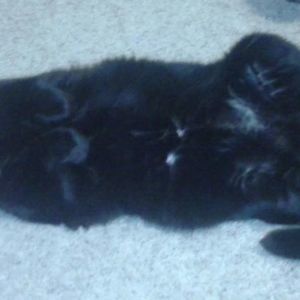 Meet your Posher, Travis